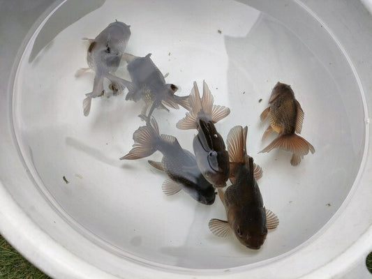生体加藤産桜錦弐歳魚約7センチ（1匹）らんちゅう/金魚/江戸錦/変わりらんちゅう/きんぎょ/国産金魚【金魚小屋-希-福岡】