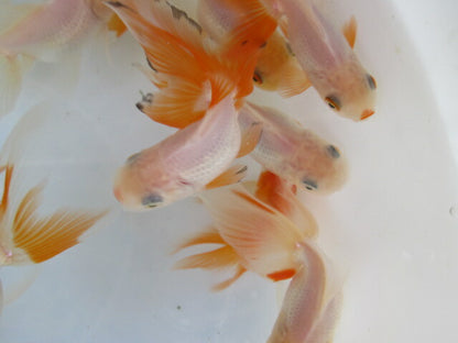 倉庫◆生体  オランダ獅子頭 明弐歳  約7〜9センチ（1匹） シシガシラ/金魚/おらんだししがしら/きんぎょ/国産金魚【金魚小屋-希-福岡】
