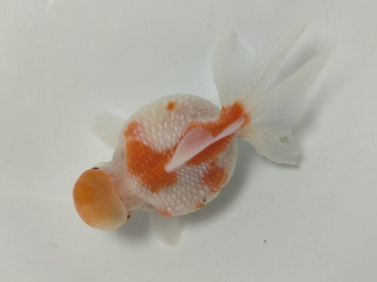生体加藤産桜錦弐歳魚約7センチ（1匹）らんちゅう/金魚/江戸錦/変わりらんちゅう/きんぎょ/国産金魚【金魚小屋-希-福岡】