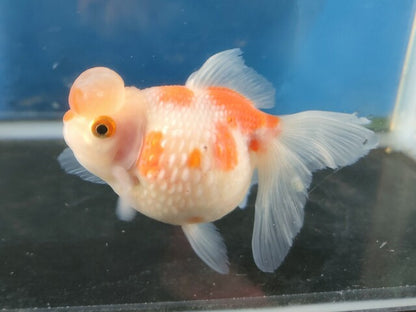 生体加藤産桜錦弐歳魚約7センチ（1匹）らんちゅう/金魚/江戸錦/変わりらんちゅう/きんぎょ/国産金魚【金魚小屋-希-福岡】