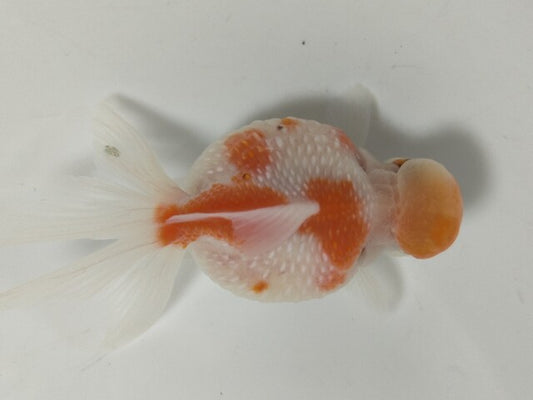 生体加藤産桜錦弐歳魚約7センチ（1匹）らんちゅう/金魚/江戸錦/変わりらんちゅう/きんぎょ/国産金魚【金魚小屋-希-福岡】