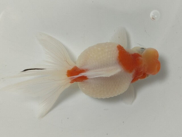 生体加藤産桜錦弐歳魚約7センチ（1匹）らんちゅう/金魚/江戸錦/変わりらんちゅう/きんぎょ/国産金魚【金魚小屋-希-福岡】