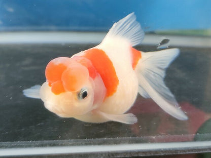 生体加藤産桜錦弐歳魚約7センチ（1匹）らんちゅう/金魚/江戸錦/変わりらんちゅう/きんぎょ/国産金魚【金魚小屋-希-福岡】