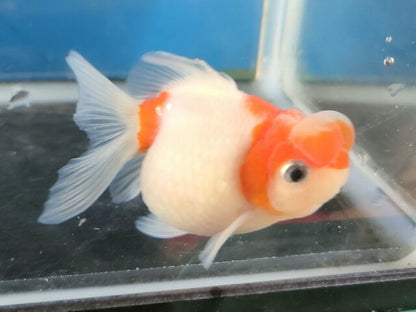 生体加藤産桜錦弐歳魚約7センチ（1匹）らんちゅう/金魚/江戸錦/変わりらんちゅう/きんぎょ/国産金魚【金魚小屋-希-福岡】