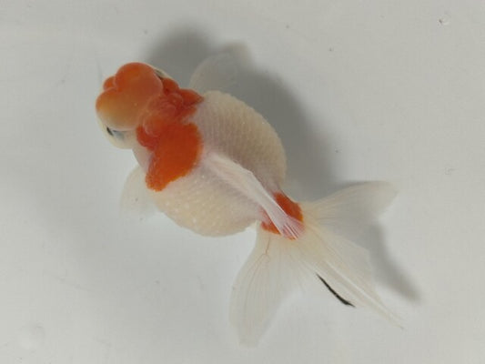 生体加藤産桜錦弐歳魚約7センチ（1匹）らんちゅう/金魚/江戸錦/変わりらんちゅう/きんぎょ/国産金魚【金魚小屋-希-福岡】
