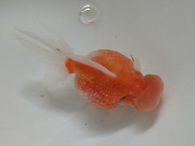 生体加藤産桜錦弐歳魚約7センチ（1匹）らんちゅう/金魚/江戸錦/変わりらんちゅう/きんぎょ/国産金魚【金魚小屋-希-福岡】