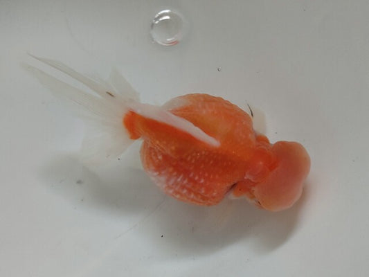 生体加藤産桜錦弐歳魚約7センチ（1匹）らんちゅう/金魚/江戸錦/変わりらんちゅう/きんぎょ/国産金魚【金魚小屋-希-福岡】