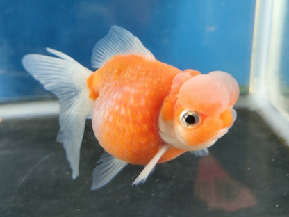 生体加藤産桜錦弐歳魚約7センチ（1匹）らんちゅう/金魚/江戸錦/変わりらんちゅう/きんぎょ/国産金魚【金魚小屋-希-福岡】
