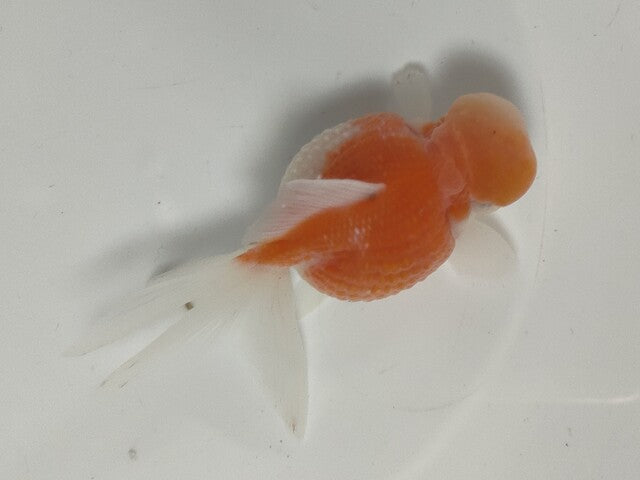 生体加藤産桜錦弐歳魚約7センチ（1匹）らんちゅう/金魚/江戸錦/変わりらんちゅう/きんぎょ/国産金魚【金魚小屋-希-福岡】