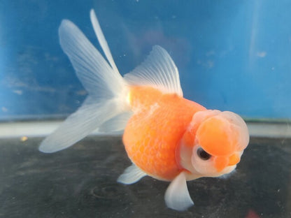 生体加藤産桜錦弐歳魚約7センチ（1匹）らんちゅう/金魚/江戸錦/変わりらんちゅう/きんぎょ/国産金魚【金魚小屋-希-福岡】