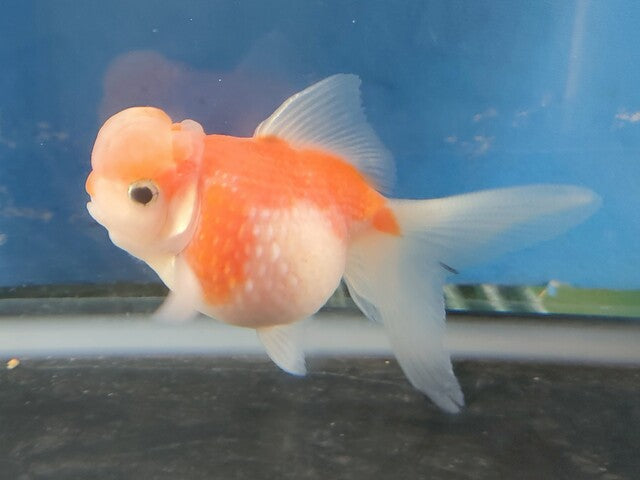 生体加藤産桜錦弐歳魚約7センチ（1匹）らんちゅう/金魚/江戸錦/変わりらんちゅう/きんぎょ/国産金魚【金魚小屋-希-福岡】