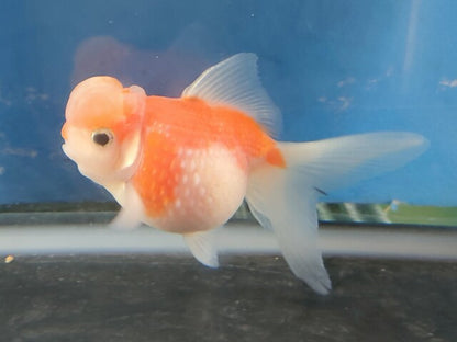 生体加藤産桜錦弐歳魚約7センチ（1匹）らんちゅう/金魚/江戸錦/変わりらんちゅう/きんぎょ/国産金魚【金魚小屋-希-福岡】