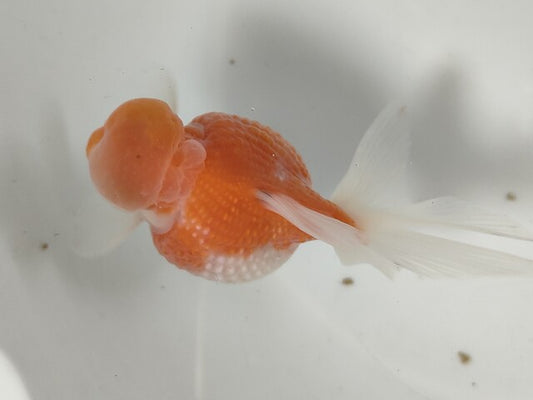 生体加藤産桜錦弐歳魚約7センチ（1匹）らんちゅう/金魚/江戸錦/変わりらんちゅう/きんぎょ/国産金魚【金魚小屋-希-福岡】