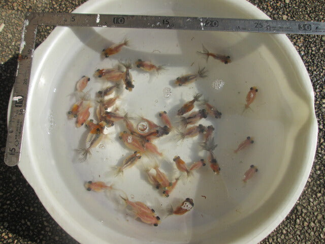 倉庫◆生体  変わり竜  当歳魚  約4~5センチ（3匹セット） 穂竜/金魚/ほりゅう/きんぎょ/国産金魚【金魚小屋-希-福岡】