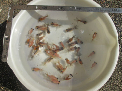 倉庫◆生体  変わり竜  当歳魚  約4~5センチ（3匹セット） 穂竜/金魚/ほりゅう/きんぎょ/国産金魚【金魚小屋-希-福岡】