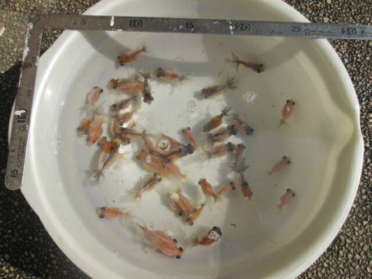 倉庫◆生体  変わり竜  当歳魚  約4~5センチ（3匹セット） 穂竜/金魚/ほりゅう/きんぎょ/国産金魚【金魚小屋-希-福岡】