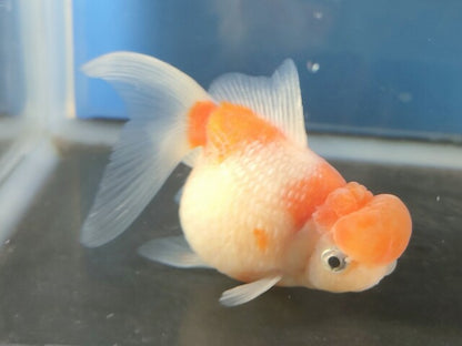 生体加藤産桜錦弐歳魚約7センチ（1匹）らんちゅう/金魚/江戸錦/変わりらんちゅう/きんぎょ/国産金魚【金魚小屋-希-福岡】