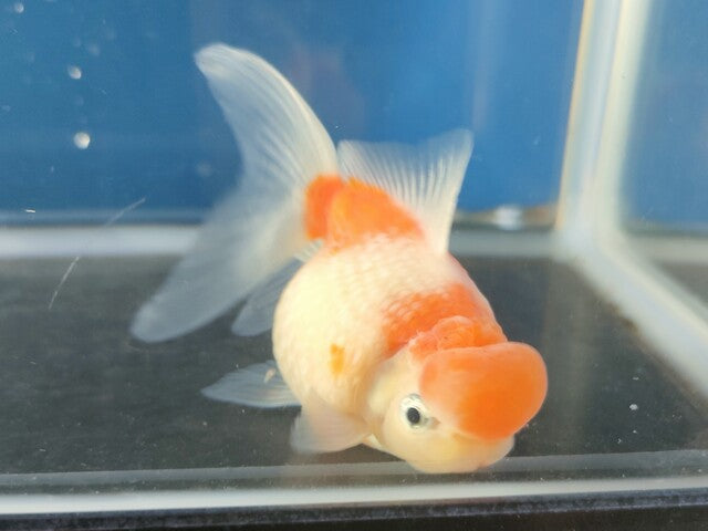 生体加藤産桜錦弐歳魚約7センチ（1匹）らんちゅう/金魚/江戸錦/変わりらんちゅう/きんぎょ/国産金魚【金魚小屋-希-福岡】