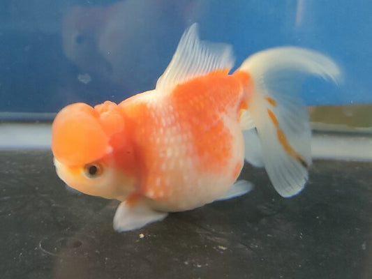 生体加藤産桜錦弐歳魚約7センチ（1匹）らんちゅう/金魚/江戸錦/変わりらんちゅう/きんぎょ/国産金魚【金魚小屋-希-福岡】