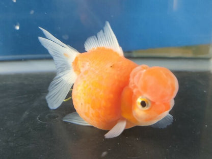 生体加藤産桜錦弐歳魚約7センチ（1匹）らんちゅう/金魚/江戸錦/変わりらんちゅう/きんぎょ/国産金魚【金魚小屋-希-福岡】