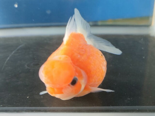 生体加藤産桜錦弐歳魚約7センチ（1匹）らんちゅう/金魚/江戸錦/変わりらんちゅう/きんぎょ/国産金魚【金魚小屋-希-福岡】