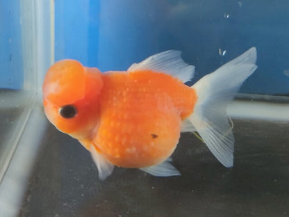 生体加藤産桜錦弐歳魚約7センチ（1匹）らんちゅう/金魚/江戸錦/変わりらんちゅう/きんぎょ/国産金魚【金魚小屋-希-福岡】