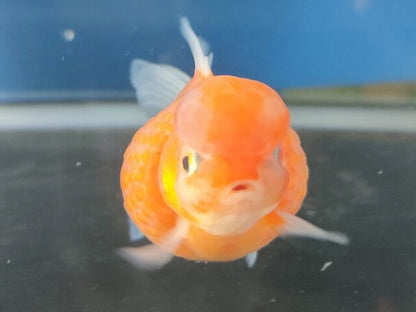 生体加藤産桜錦弐歳魚約7センチ（1匹）らんちゅう/金魚/江戸錦/変わりらんちゅう/きんぎょ/国産金魚【金魚小屋-希-福岡】