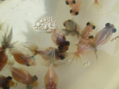 倉庫◆生体  変わり竜  当歳魚  約4~5センチ（3匹セット） 穂竜/金魚/ほりゅう/きんぎょ/国産金魚【金魚小屋-希-福岡】