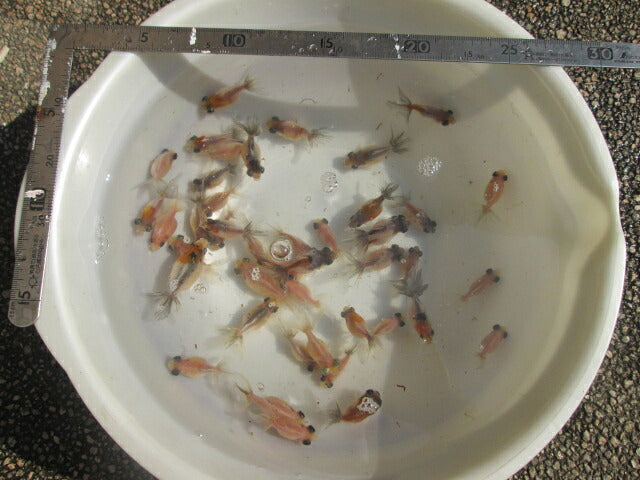 倉庫◆生体  変わり竜  当歳魚  約4~5センチ（3匹セット） 穂竜/金魚/ほりゅう/きんぎょ/国産金魚【金魚小屋-希-福岡】