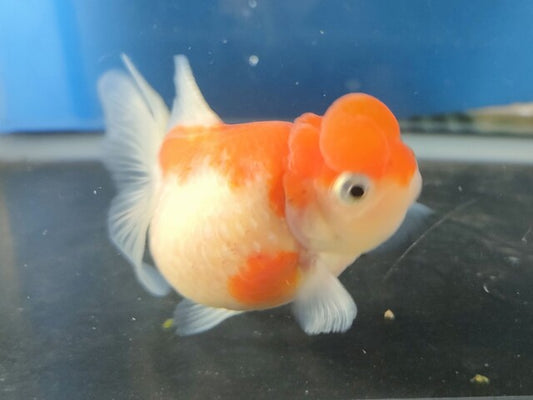 生体加藤産桜錦弐歳魚約7センチ（1匹）らんちゅう/金魚/江戸錦/変わりらんちゅう/きんぎょ/国産金魚【金魚小屋-希-福岡】