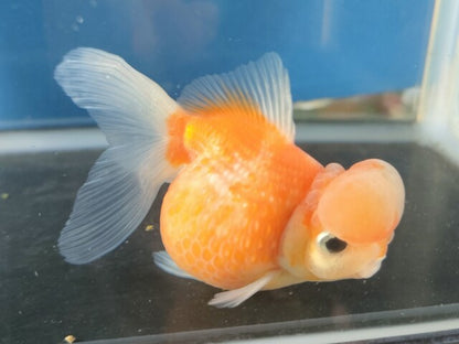 生体加藤産桜錦弐歳魚約7センチ（1匹）らんちゅう/金魚/江戸錦/変わりらんちゅう/きんぎょ/国産金魚【金魚小屋-希-福岡】