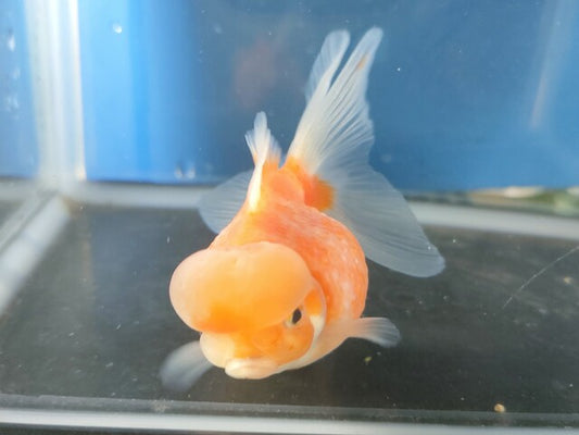 生体加藤産桜錦弐歳魚約7センチ（1匹）らんちゅう/金魚/江戸錦/変わりらんちゅう/きんぎょ/国産金魚【金魚小屋-希-福岡】