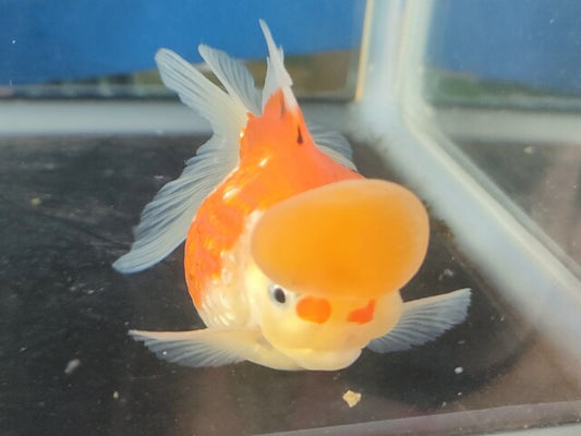 生体加藤産桜錦弐歳魚約7センチ（1匹）らんちゅう/金魚/江戸錦/変わりらんちゅう/きんぎょ/国産金魚【金魚小屋-希-福岡】
