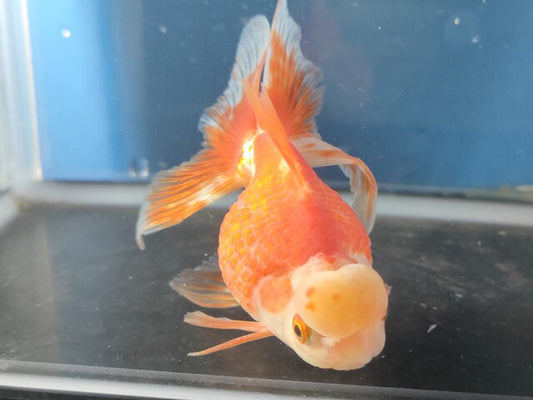 生体加藤産桜錦弐歳魚約7センチ（1匹）らんちゅう/金魚/江戸錦/変わりらんちゅう/きんぎょ/国産金魚【金魚小屋-希-福岡】