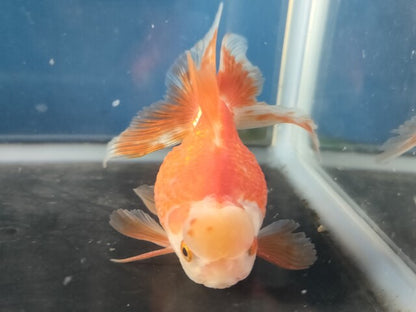 生体加藤産桜錦弐歳魚約7センチ（1匹）らんちゅう/金魚/江戸錦/変わりらんちゅう/きんぎょ/国産金魚【金魚小屋-希-福岡】