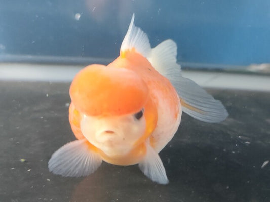 生体加藤産桜錦弐歳魚約7センチ（1匹）らんちゅう/金魚/江戸錦/変わりらんちゅう/きんぎょ/国産金魚【金魚小屋-希-福岡】