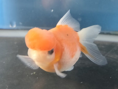 生体加藤産桜錦弐歳魚約7センチ（1匹）らんちゅう/金魚/江戸錦/変わりらんちゅう/きんぎょ/国産金魚【金魚小屋-希-福岡】