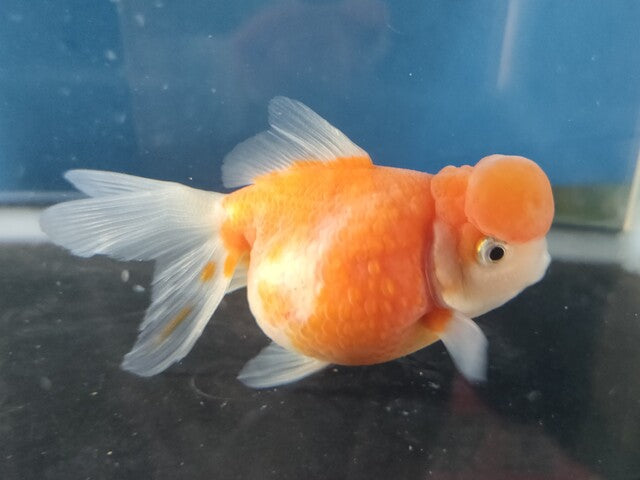 生体加藤産桜錦弐歳魚約7センチ（1匹）らんちゅう/金魚/江戸錦/変わりらんちゅう/きんぎょ/国産金魚【金魚小屋-希-福岡】