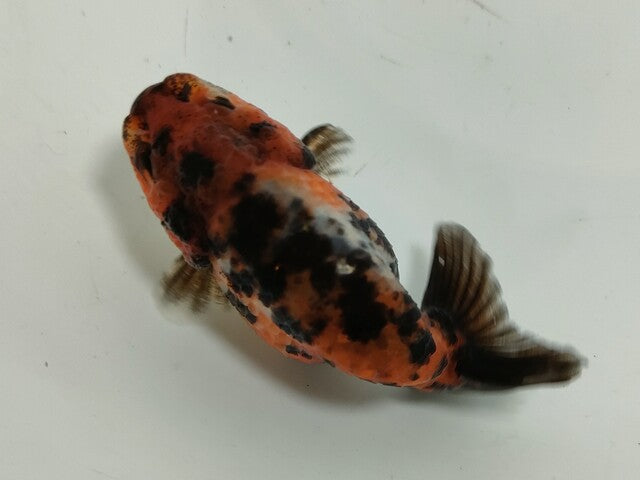 生体加藤産桜錦弐歳魚約7センチ（1匹）らんちゅう/金魚/江戸錦/変わりらんちゅう/きんぎょ/国産金魚【金魚小屋-希-福岡】