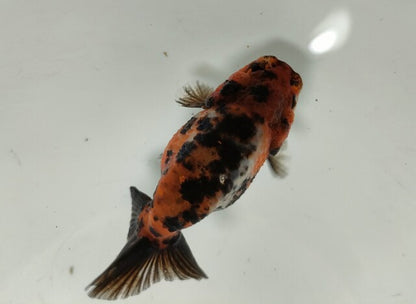 生体加藤産桜錦弐歳魚約7センチ（1匹）らんちゅう/金魚/江戸錦/変わりらんちゅう/きんぎょ/国産金魚【金魚小屋-希-福岡】