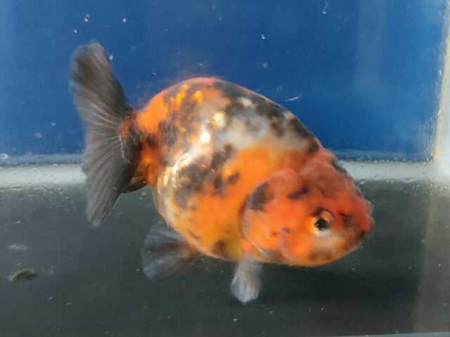 生体加藤産桜錦弐歳魚約7センチ（1匹）らんちゅう/金魚/江戸錦/変わりらんちゅう/きんぎょ/国産金魚【金魚小屋-希-福岡】