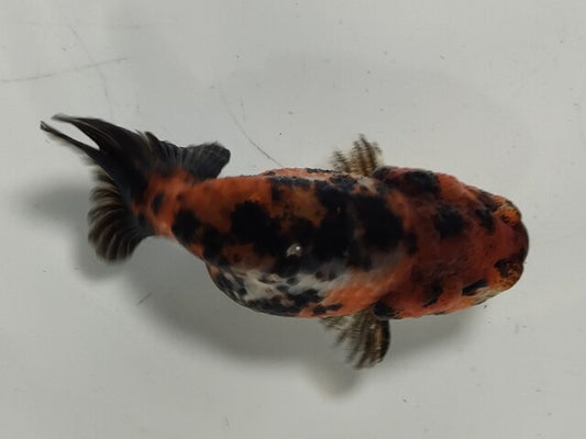 生体加藤産桜錦弐歳魚約7センチ（1匹）らんちゅう/金魚/江戸錦/変わりらんちゅう/きんぎょ/国産金魚【金魚小屋-希-福岡】
