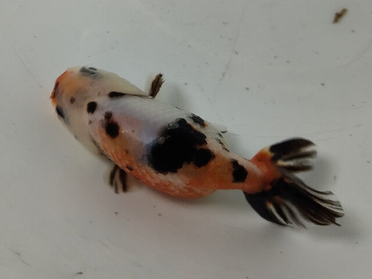 生体加藤産桜錦弐歳魚約7センチ（1匹）らんちゅう/金魚/江戸錦/変わりらんちゅう/きんぎょ/国産金魚【金魚小屋-希-福岡】