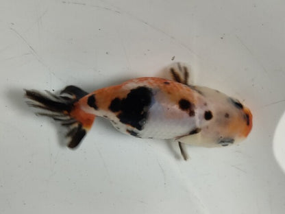 生体加藤産桜錦弐歳魚約7センチ（1匹）らんちゅう/金魚/江戸錦/変わりらんちゅう/きんぎょ/国産金魚【金魚小屋-希-福岡】