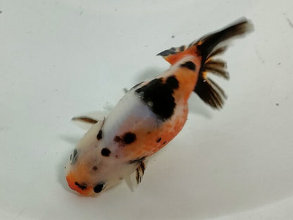 生体加藤産桜錦弐歳魚約7センチ（1匹）らんちゅう/金魚/江戸錦/変わりらんちゅう/きんぎょ/国産金魚【金魚小屋-希-福岡】