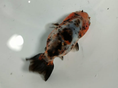 生体加藤産桜錦弐歳魚約7センチ（1匹）らんちゅう/金魚/江戸錦/変わりらんちゅう/きんぎょ/国産金魚【金魚小屋-希-福岡】