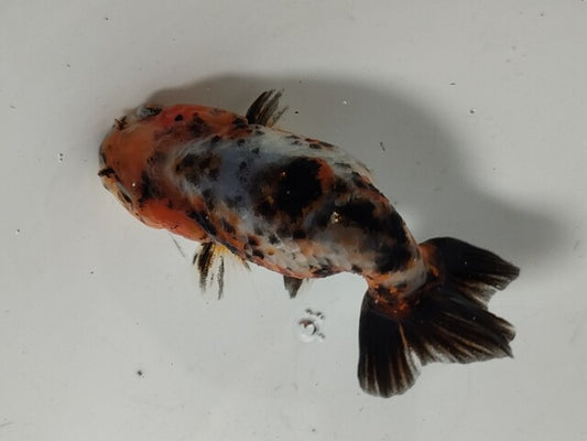 生体加藤産桜錦弐歳魚約7センチ（1匹）らんちゅう/金魚/江戸錦/変わりらんちゅう/きんぎょ/国産金魚【金魚小屋-希-福岡】