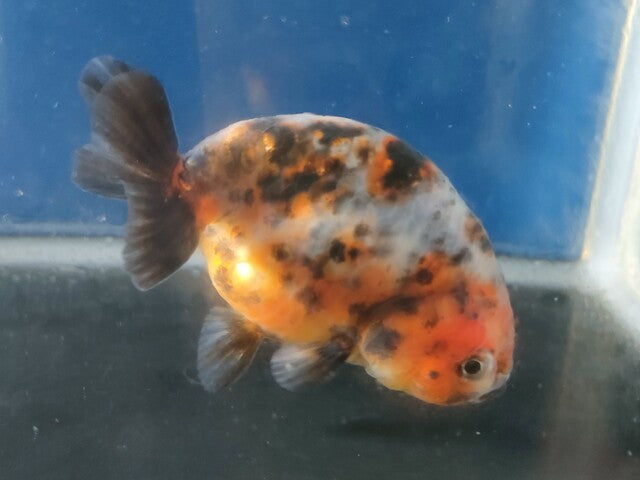 生体加藤産桜錦弐歳魚約7センチ（1匹）らんちゅう/金魚/江戸錦/変わりらんちゅう/きんぎょ/国産金魚【金魚小屋-希-福岡】