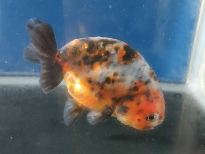 生体加藤産桜錦弐歳魚約7センチ（1匹）らんちゅう/金魚/江戸錦/変わりらんちゅう/きんぎょ/国産金魚【金魚小屋-希-福岡】
