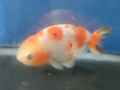 生体加藤産桜錦弐歳魚約7センチ（1匹）らんちゅう/金魚/江戸錦/変わりらんちゅう/きんぎょ/国産金魚【金魚小屋-希-福岡】